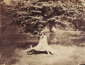 ブナの木 作： Gustave Le Gray
